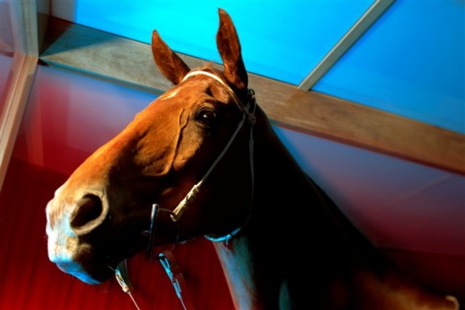 Phar Lap: Australia's greatest racehorse