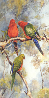 King Parrots