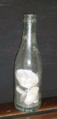 Shells in Bottle