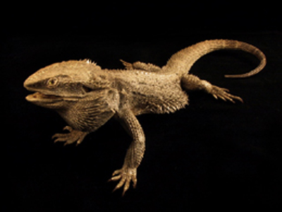 Bearded Dragon - Amphibolurus Barbatus