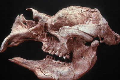 Diprotodon skull from Tambar Springs