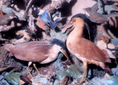 Bird Cabinet filled with mounted birds