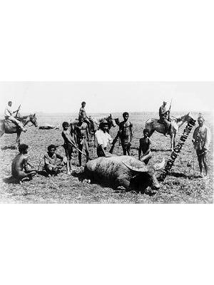 Among Disabled Buffaloes