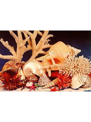 Coral and Shell Display