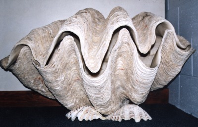 Giant Clam