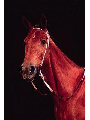 Phar Lap (Equus Caballus)