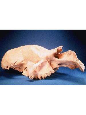 Skull and Mandible of Fossil, Diprotodon