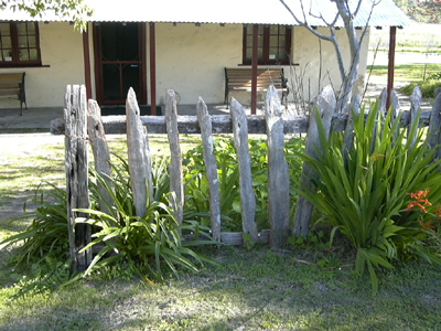 Sheoak picket fence