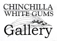 Chinchilla White Gums Gallery