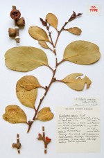 University of Melbourne Herbarium