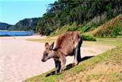 Kangaroo on the beach at Batemans Bay.